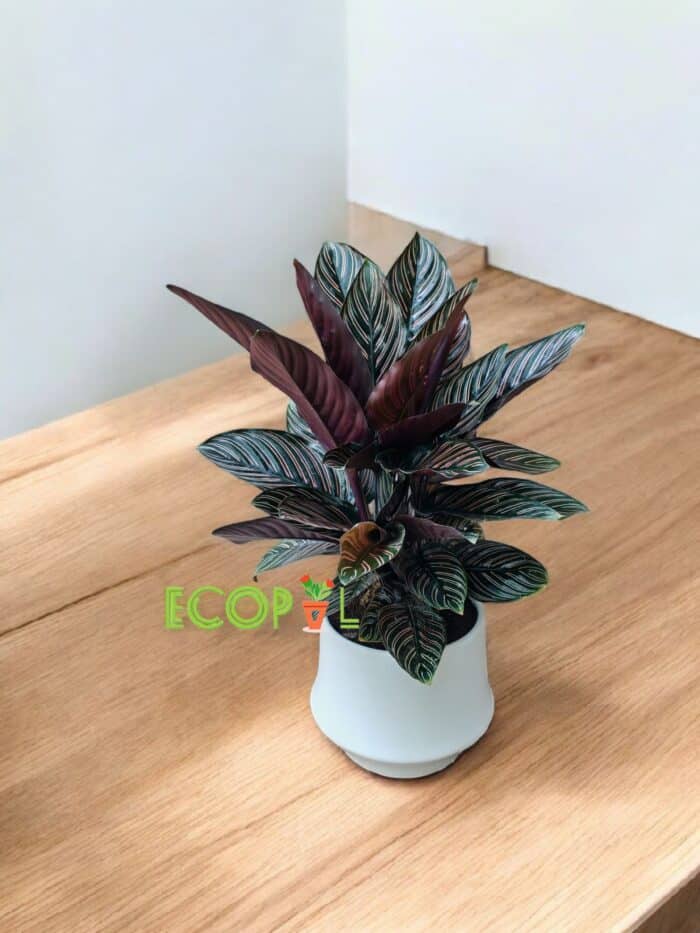 PLANTA DE CALATEA 2