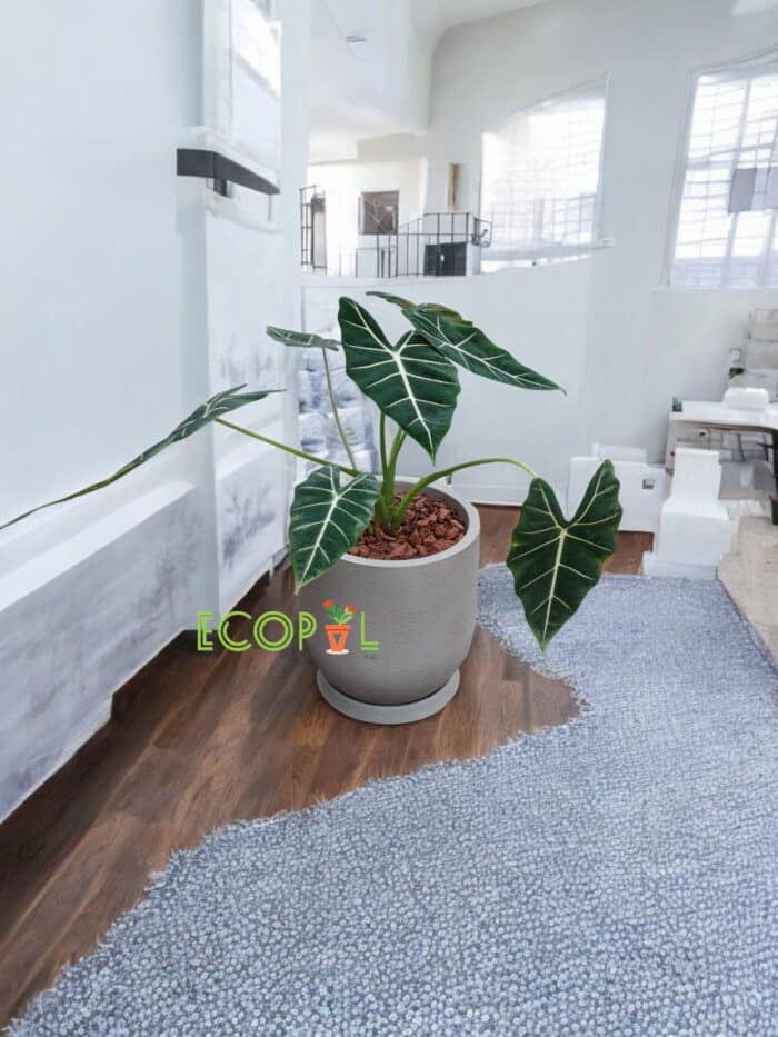 PLANTA OREJA DE ELEFANTE