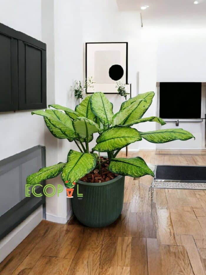 PLANTA DE DIFENBACHIA