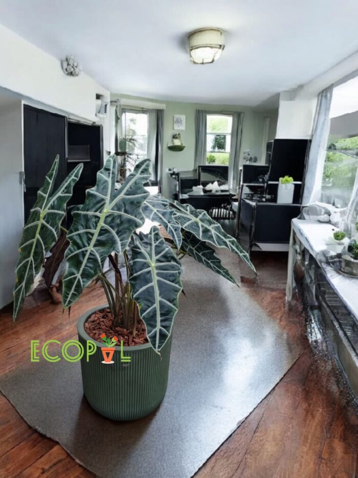 ALOCASIA SANDERIANA/PLANTA KRIS