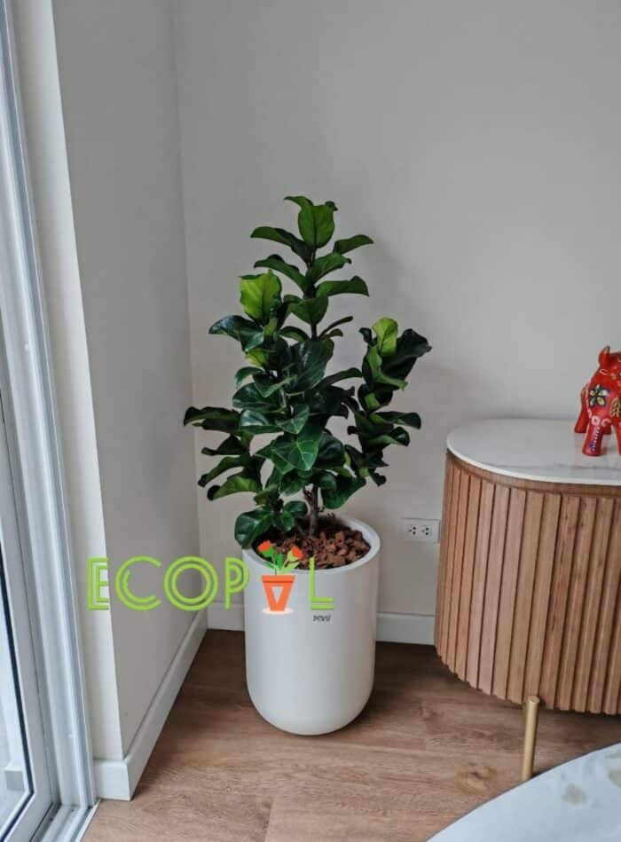 FICUS LIRATA 7