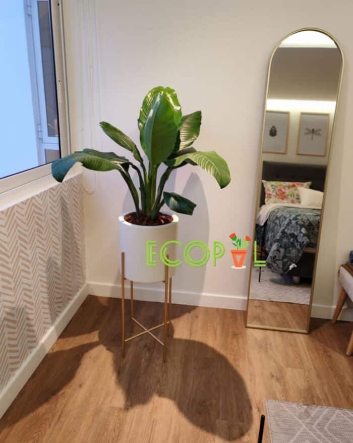 PLANTA DE SUPREMA