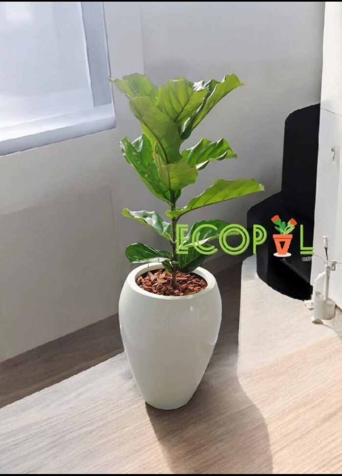 Ficus Lirata 4 En Maceta con Sistema Autorriego