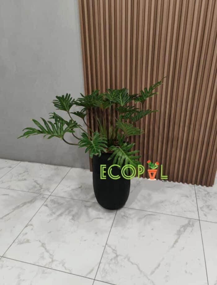 PHILODENDRON XANADU 2