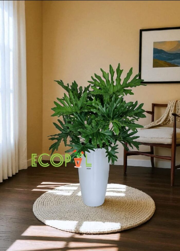 PHILODENDRON GUAMBE EN MACETA CON SISTEMA
