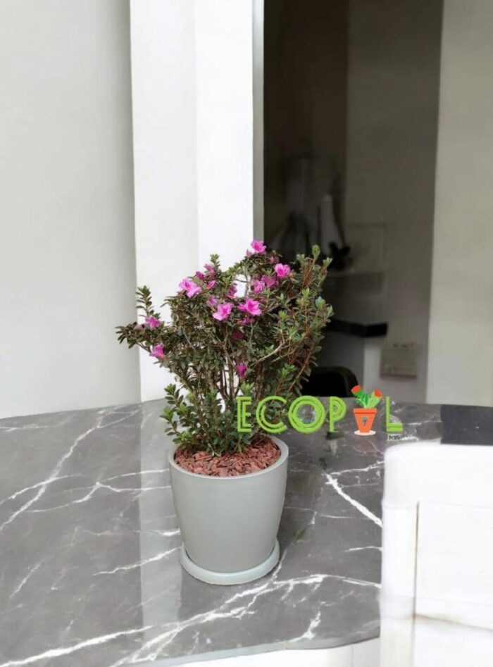 AZALEA FUCSIA