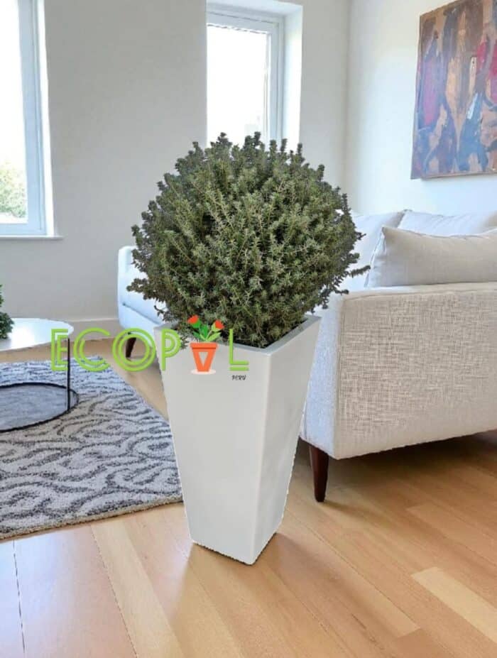 WESTRINGIA