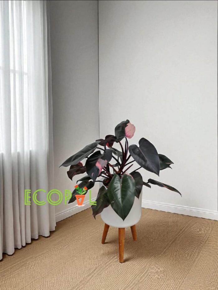 PHILODENDRON PRINK PRINCESS