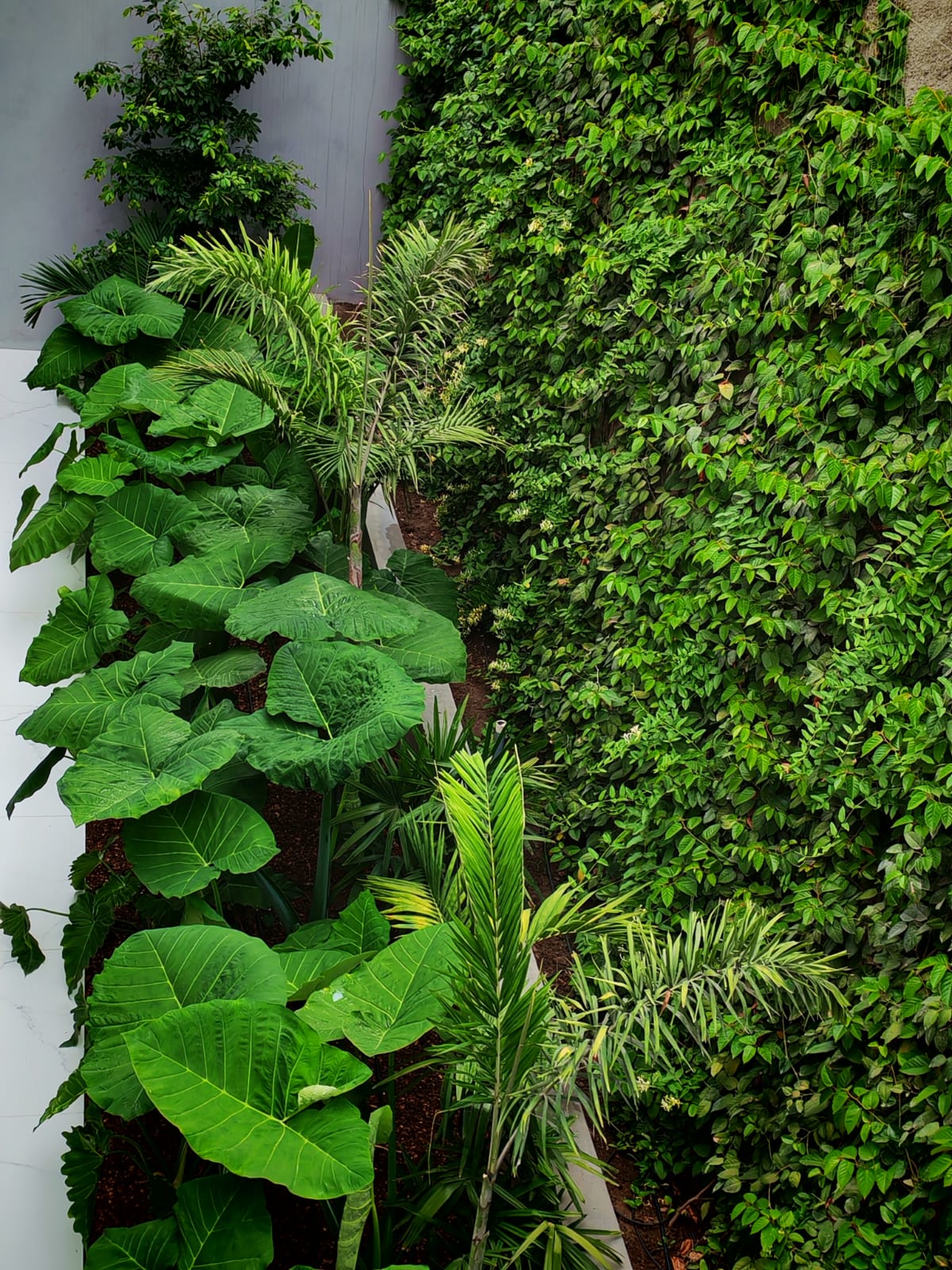 Jardín Ecopal Lima
